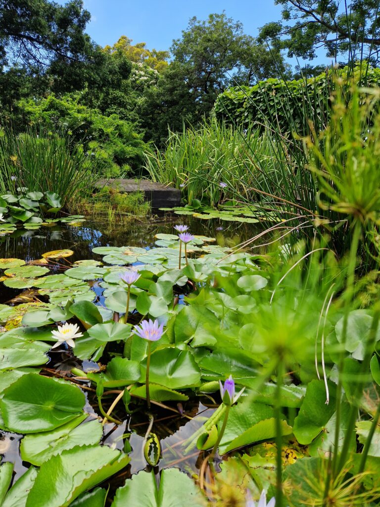 The_Global_Entity_Durban_Botanic_Garden